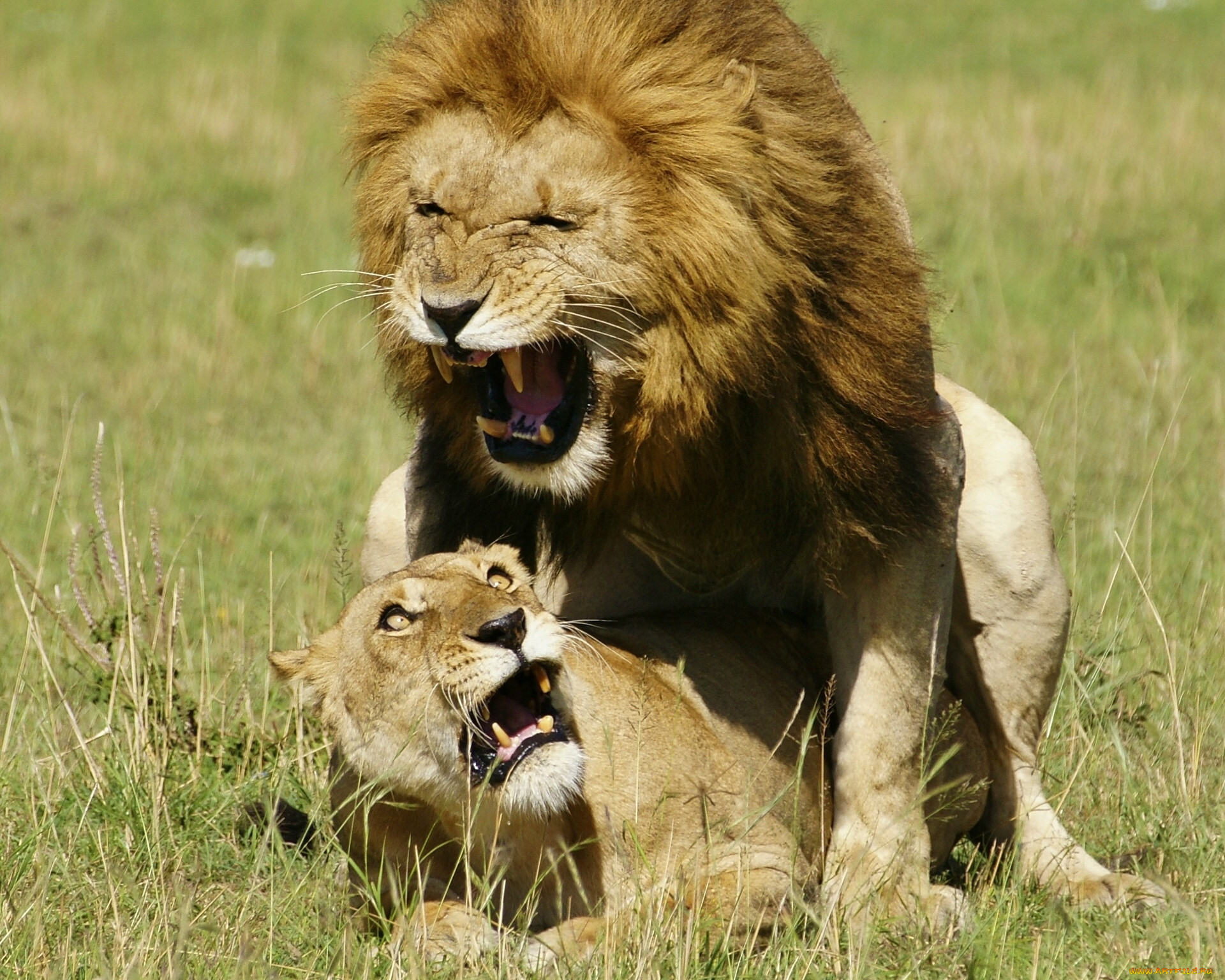 He love animals. Любовь животных. Лев и львица. Лев. Влюбленные звери.